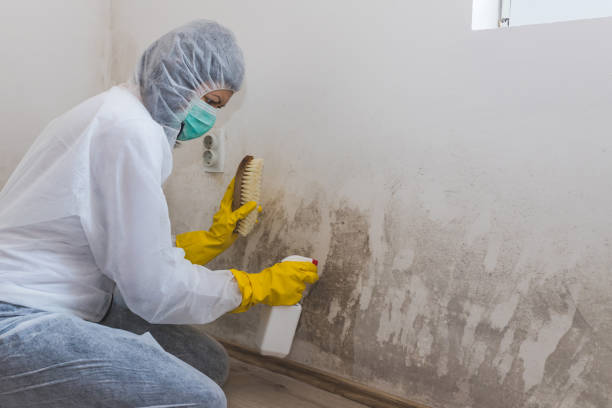 Mold Testing and Removal in Oberlin, KS